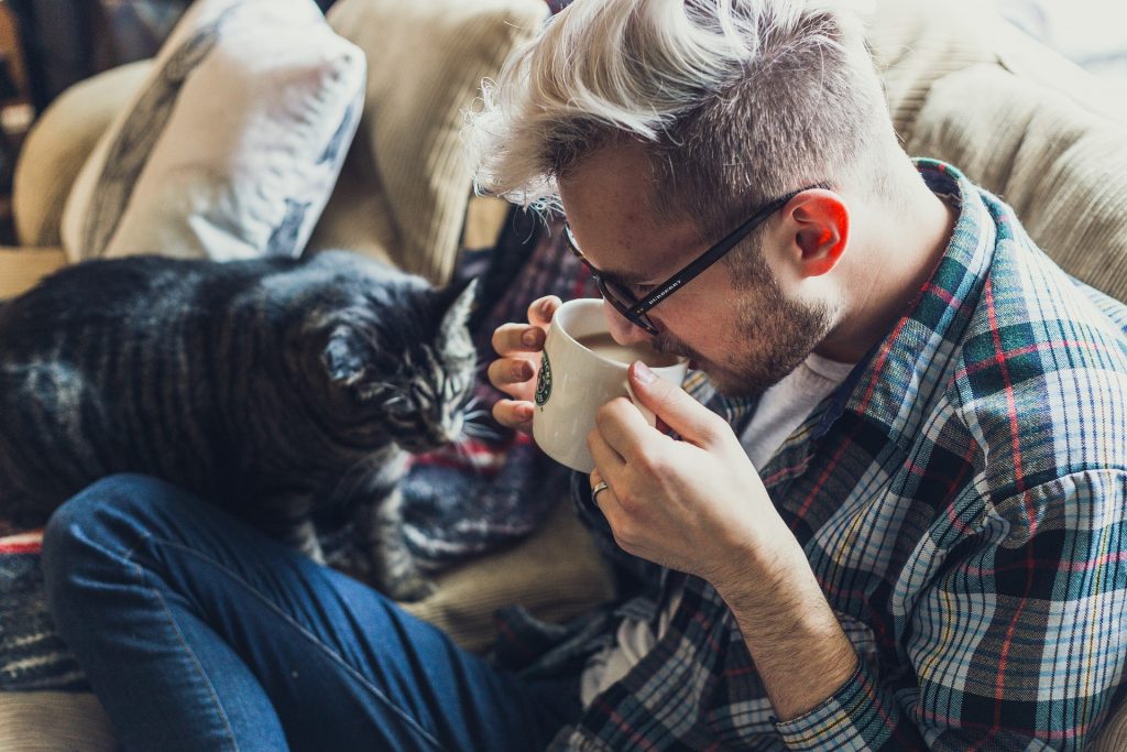 Stressfreier Umzug für Katzen auf netzperlentaucher.de