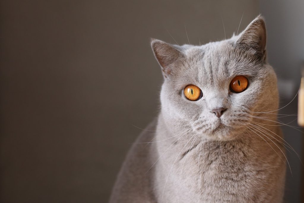 Stressfreier Umzug für Katzen auf netzperlentaucher.de