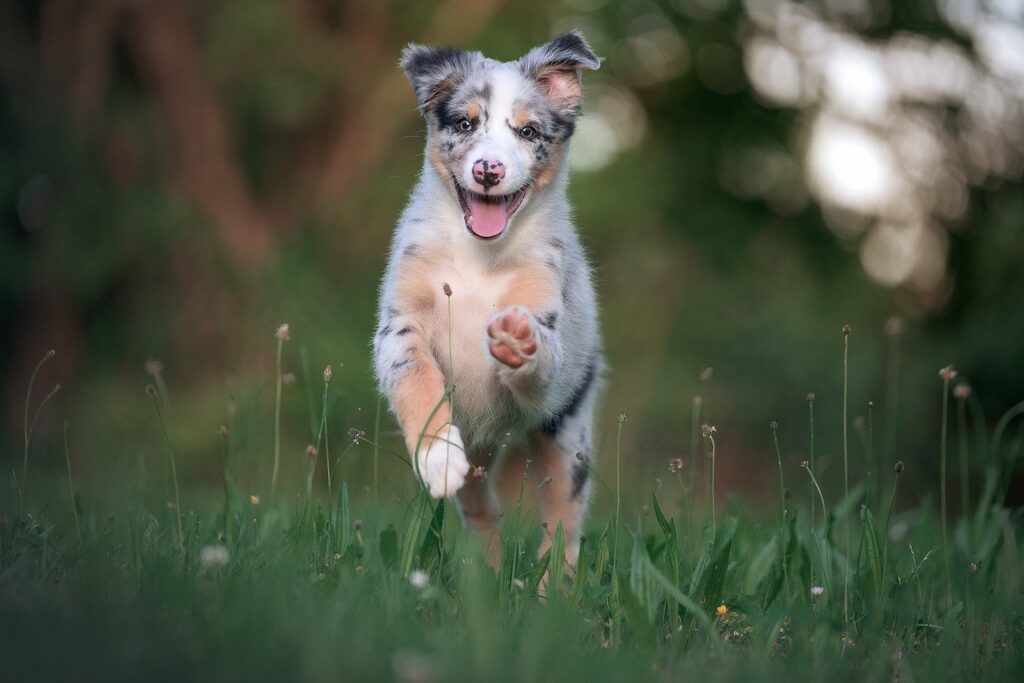 Wie man den perfekten Hund findet: Züchter, Tierheim oder Auslandstierschutz? auf netzperlenztaucher.de