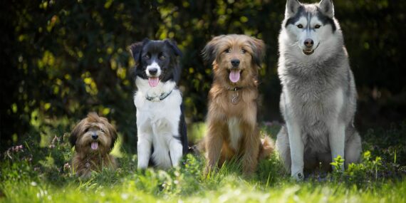 Wie man den perfekten Hund findet: Züchter, Tierheim oder Auslandstierschutz? auf netzperlenztaucher.de