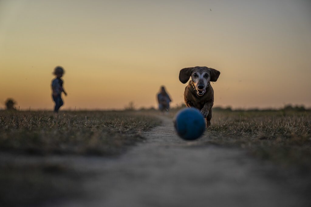 Wie man den perfekten Hund findet: Züchter, Tierheim oder Auslandstierschutz? auf netzperlenztaucher.de